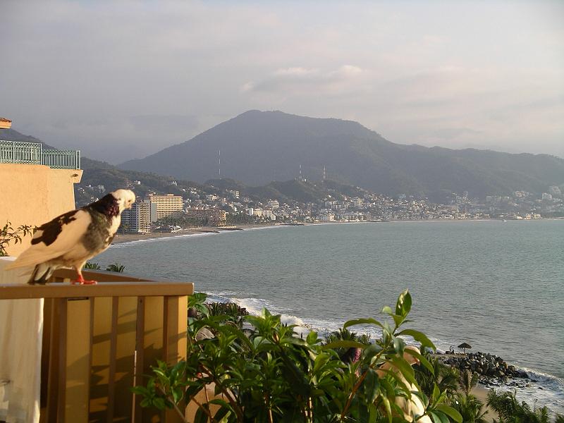 vallarta 057.jpg